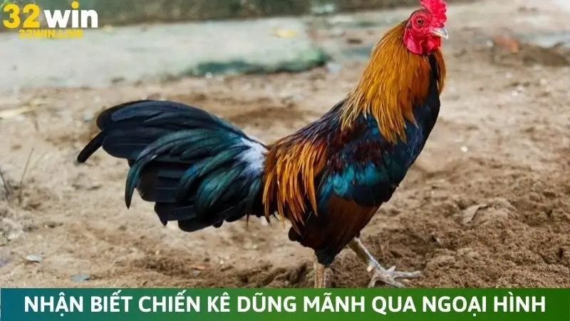 Nhận biết chiến kê dũng mãnh qua ngoại hình