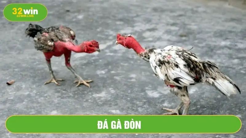 Đá gà đòn
